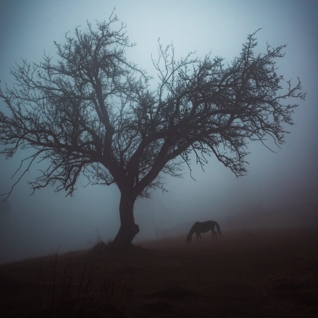 Tree of memories (horse ai)- Magura Brasov